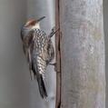 Red-browed Treecreeper (Climacteris erythrops)
