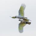 Sulphur-crested Cockatoo (Cacatua galerita)