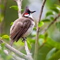 Red-whiskered Bulbul (Pycnonotus jocosus)