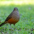 Rufous-bellied Thrush (Turdus rufiventris)