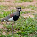 Southern Lapwing (Vanellus chilensis)