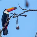 Toco Toucan (Ramphastos toco)
