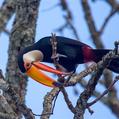 Toco Toucan (Ramphastos toco)