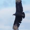 Black Vulture (Coragyps atratus)