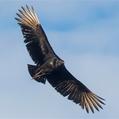 Black Vulture (Coragyps atratus)