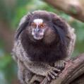 Black-Pencilled Marmoset (Callithrix penicillata)