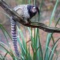 Black-Pencilled Marmoset (Callithrix penicillata)