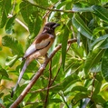 Rufous Treepie (Dendrocitta vagabunda)