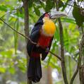 Green-billed Toucan (Ramphastos dicolorus)