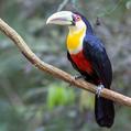 Green-billed Toucan (Ramphastos dicolorus)