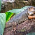 Common Green Iguana (Iguana iguana)