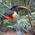 Chestnut-eared Aracari (Pteroglossus castanotis)