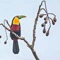 Green-billed Toucan (Ramphastos dicolorus)
