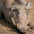 Common Warthog (Phacochoerus africanus)