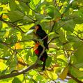 Channel-billed Toucan (Ramphastos vitellinus)