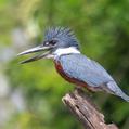 Ringed Kingfisher (Megaceryle torquata)