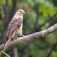 Yellow-headed Caracara (Milvago chimachima)