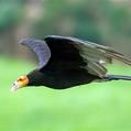 Lesser Yellow-headed Vulture (Cathartes burrovianus)