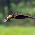 Lesser Yellow-headed Vulture (Cathartes burrovianus)