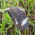 Yellow-headed Caracara (Milvago chimachima)
