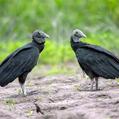 Black Vulture (Coragyps atratus)