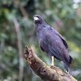 Great Black Hawk (Buteogallus urubitinga)