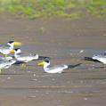 Large-billed Tern (Phaetusa simplex)