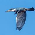 Ringed Kingfisher (Megaceryle torquata)
