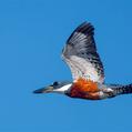Ringed Kingfisher (Megaceryle torquata)