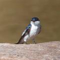 White-winged Swallow (Tachycineta albiventer)