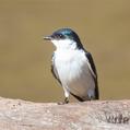 White-winged Swallow (Tachycineta albiventer)
