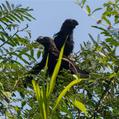 Smooth-billed Ani (Crotophaga ani)