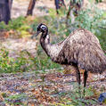 Emu (Dromaius novaehollandiae)