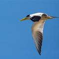 Large-billed Tern (Phaetusa simplex)