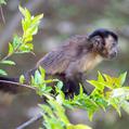 Tufted Capuchin (Sapajus apella)