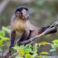 Tufted Capuchin (Sapajus apella)