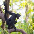Black-Faced Black Spider Monkey (Ateles chamek)