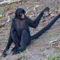Black-Faced Black Spider Monkey (Ateles chamek)
