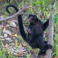 Black-Faced Black Spider Monkey (Ateles chamek)