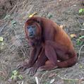 Jurua Red Howler (Alouatta juara)