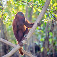 Jurua Red Howler (Alouatta juara)