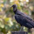 Black Vulture (Coragyps atratus)