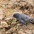 Small Ground Finch (Geospiza fuliginosa)