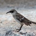Galapagos Mockingbird (Mimus parvulus)
