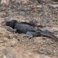 Marine Iguana (Amblyrhynchus cristatus)