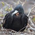 Great Frigatebird (Fregata minor)
