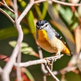 Spotted Pardalote (Pardalotus punctatus)