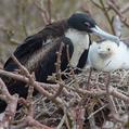 Great Frigatebird (Fregata minor)