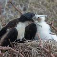 Great Frigatebird (Fregata minor)