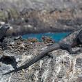 Marine Iguana (Amblyrhynchus cristatus)